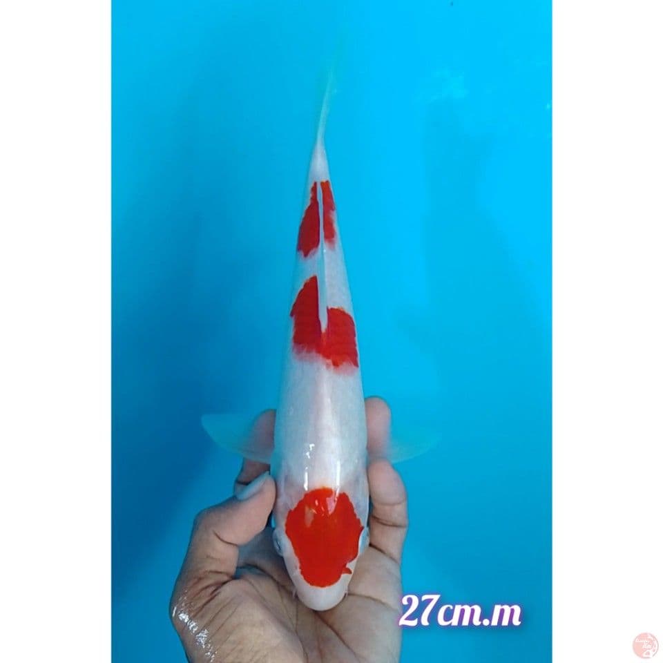 kohaku maruten original size : 27cm.m