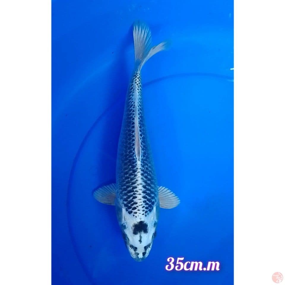 matshuba size : 35cm