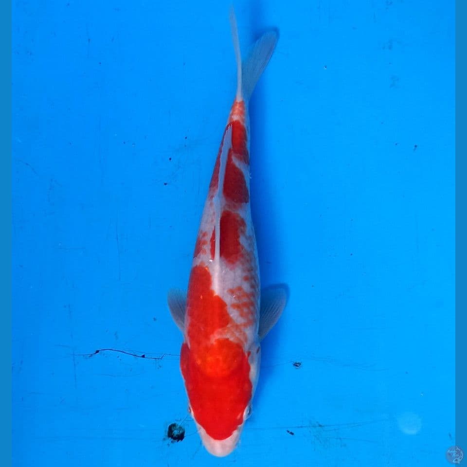 LIMITED KANOKO KOHAKU 27CM MALE