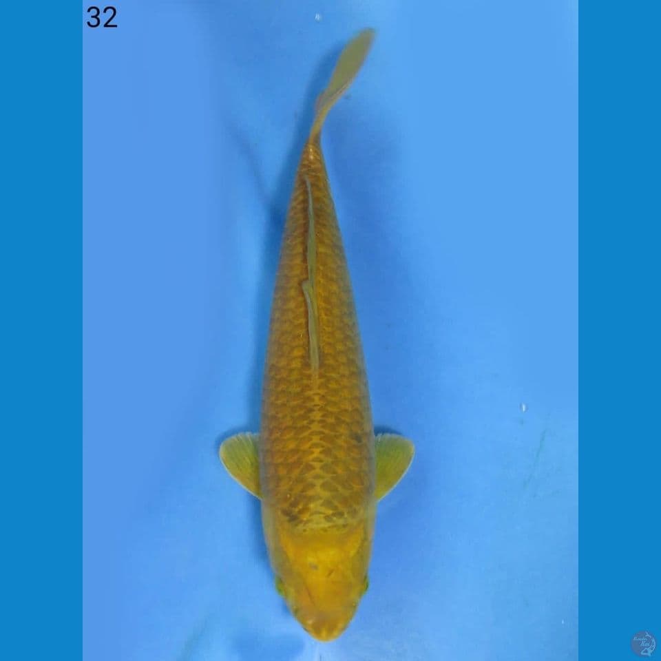 32cm - jinak 4