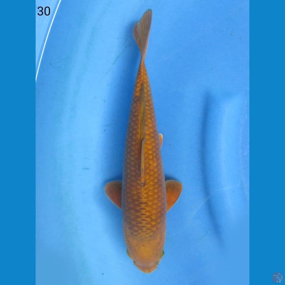 30cm - jinak 6