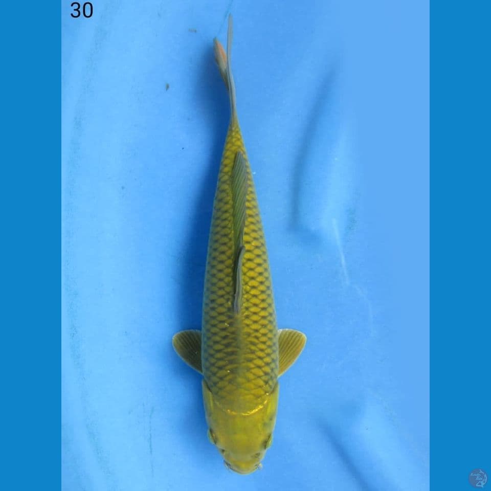 30cm - jinak 7