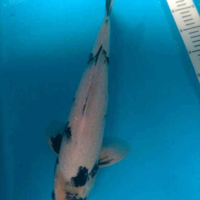 Shiro import omosako serti