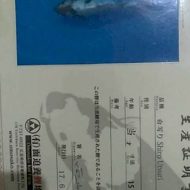 Shiro import omosako serti