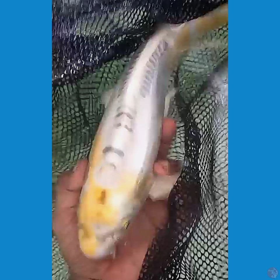 34cm kiko yellow