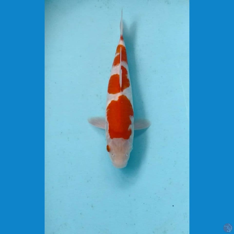 kohaku 26cm
