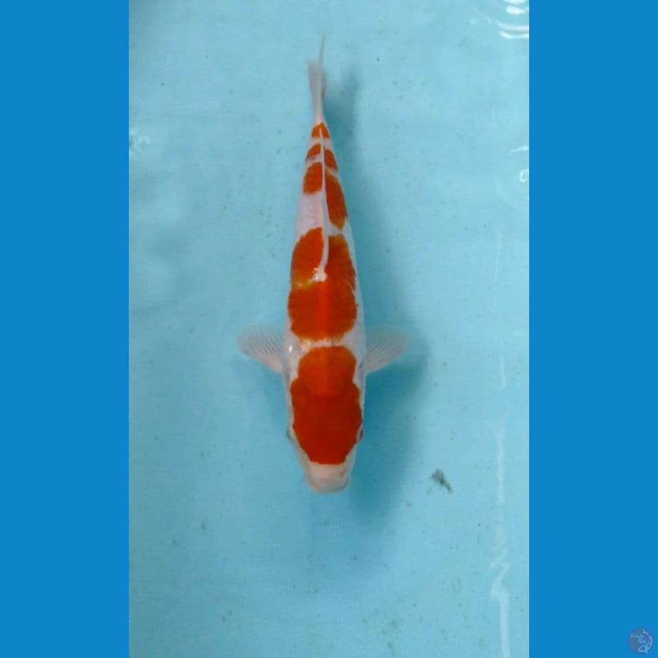 kohaku 25cm