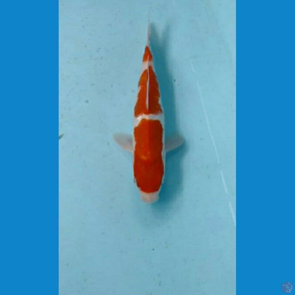 kohaku 20cm