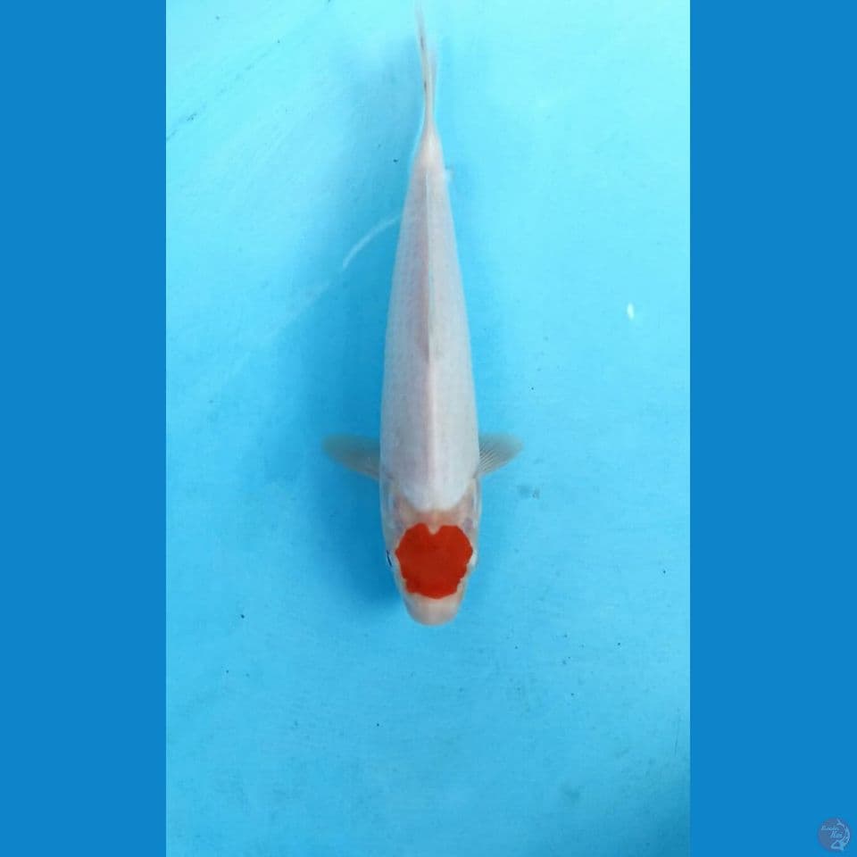 Tancho 23cm