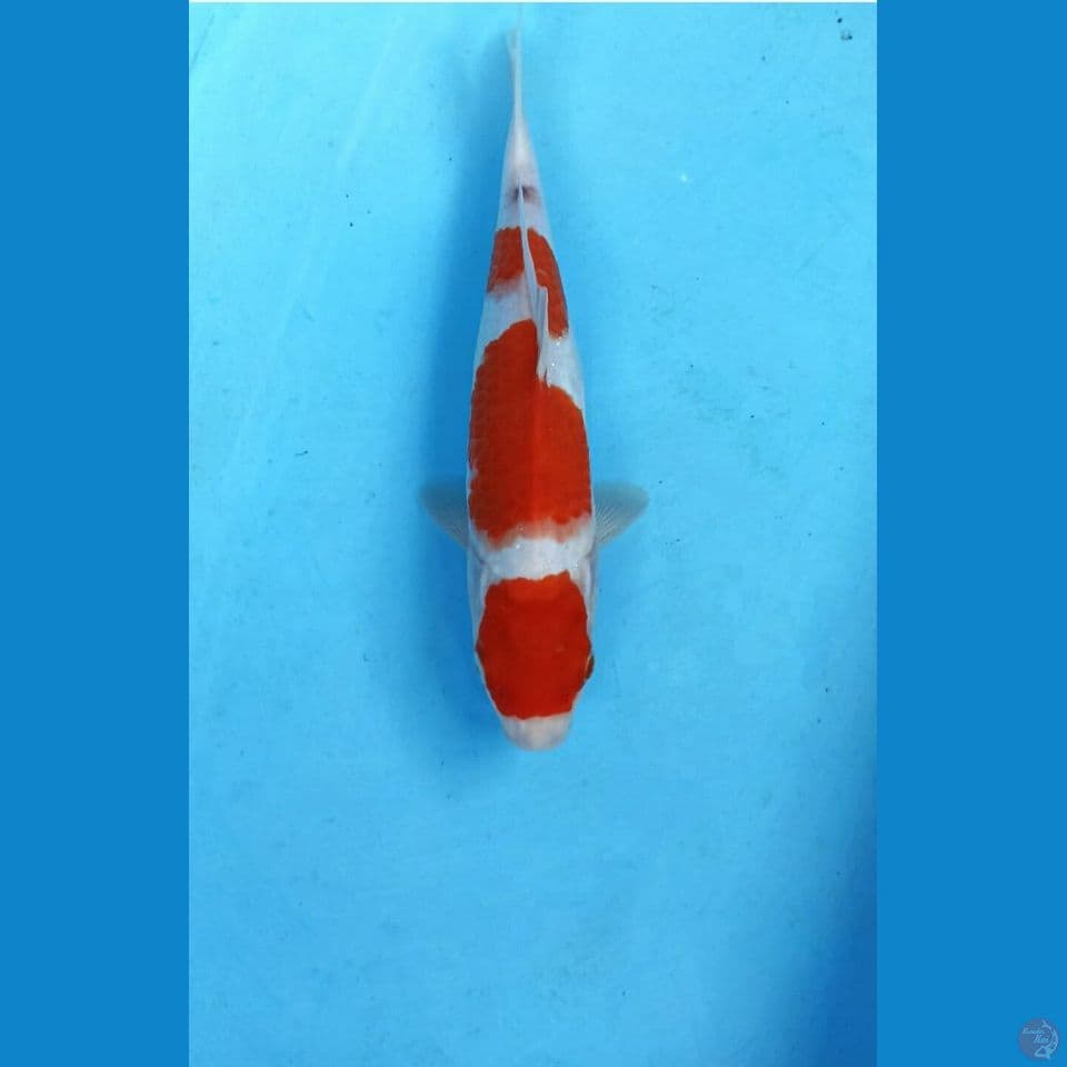Kohaku 27cm