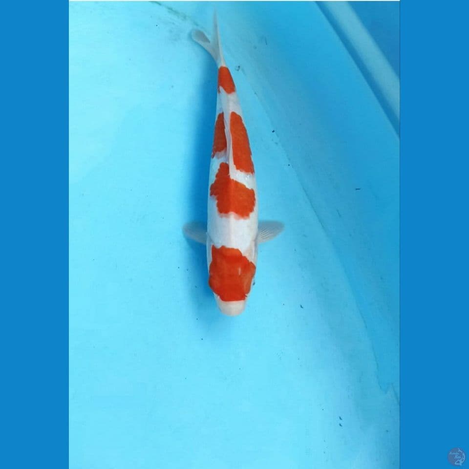 Kohaku 27cm