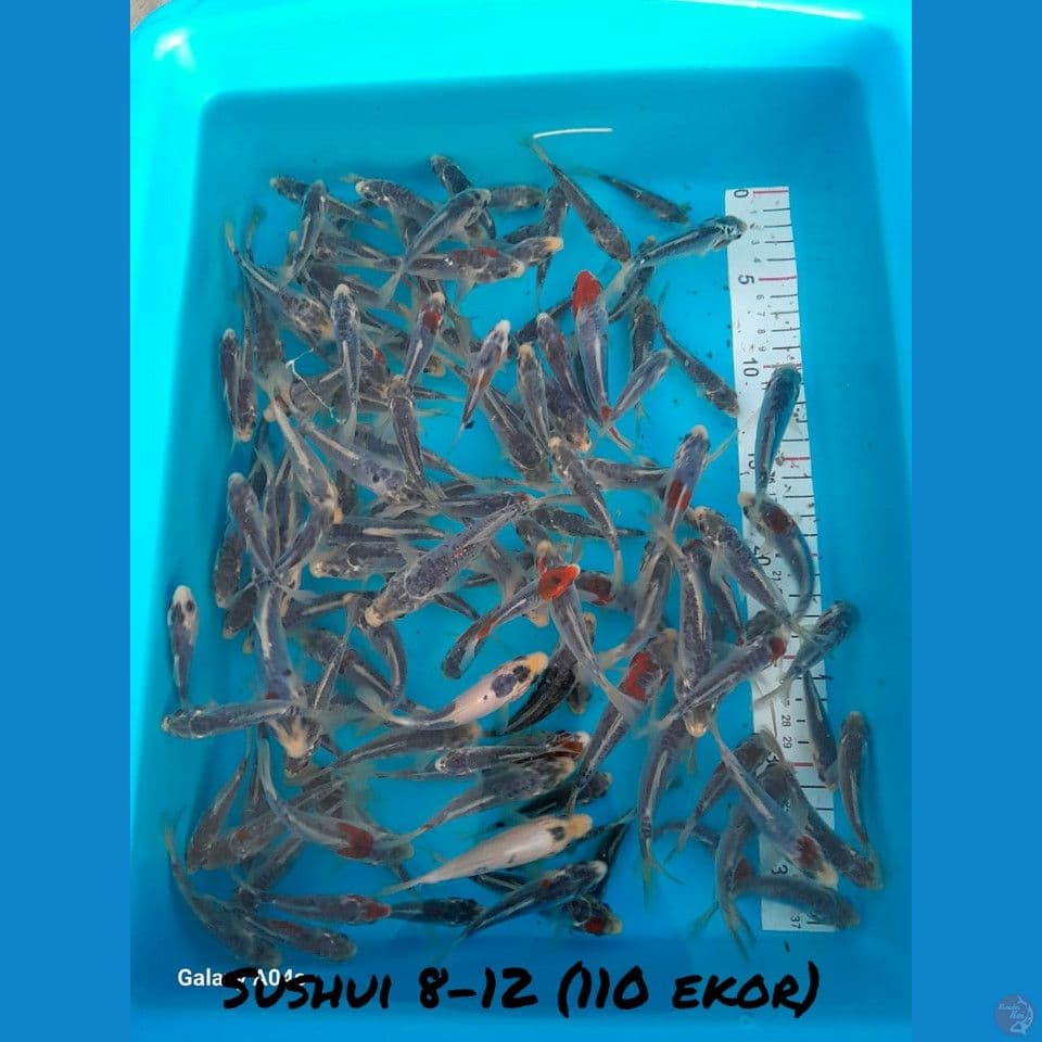 BIBIT SHUSUI 8-12 (110 ekor)