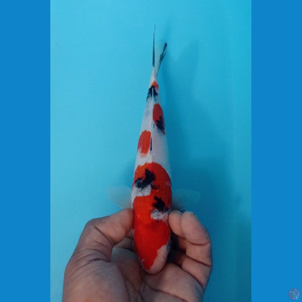 SANKE 25CM