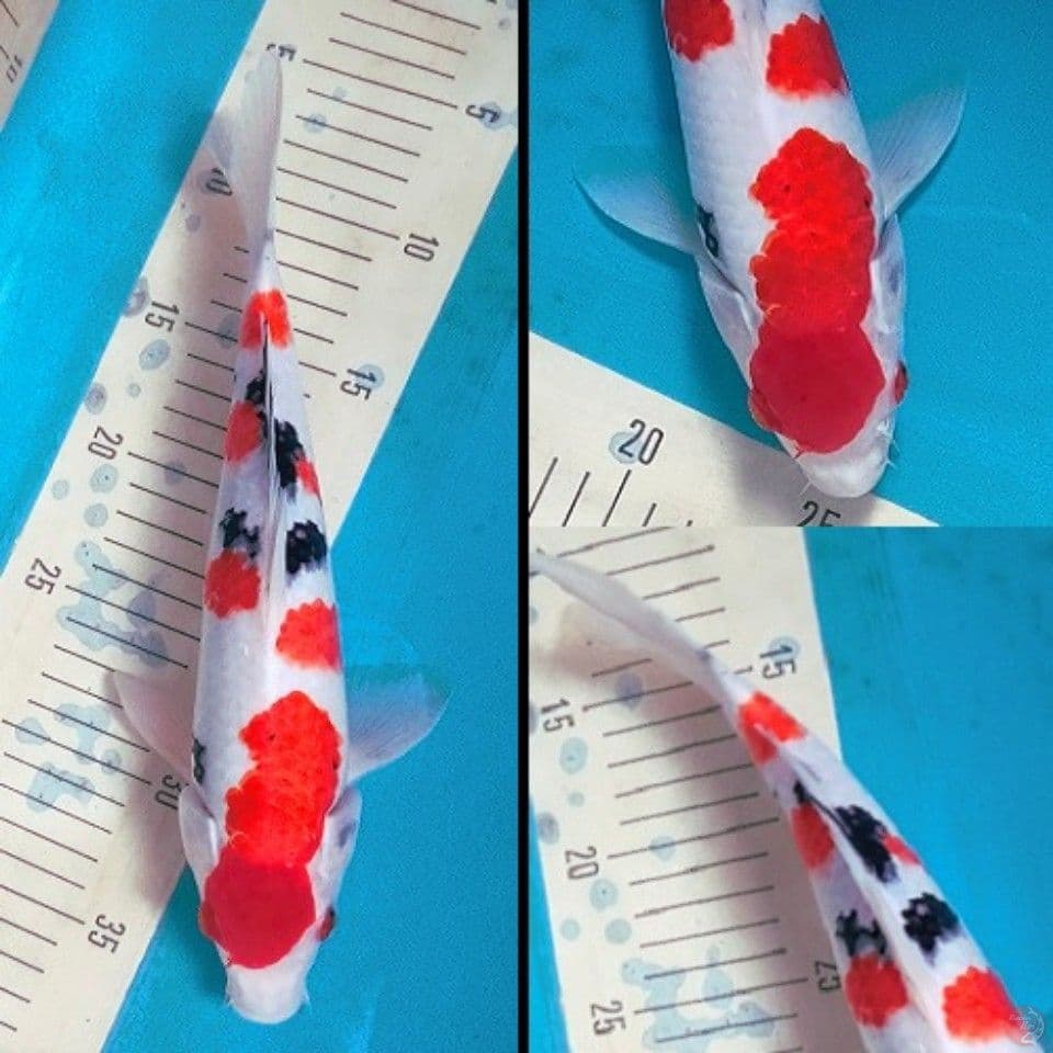 Sanke Tshubosumi 29cm