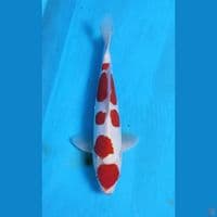 33cm doid murni male