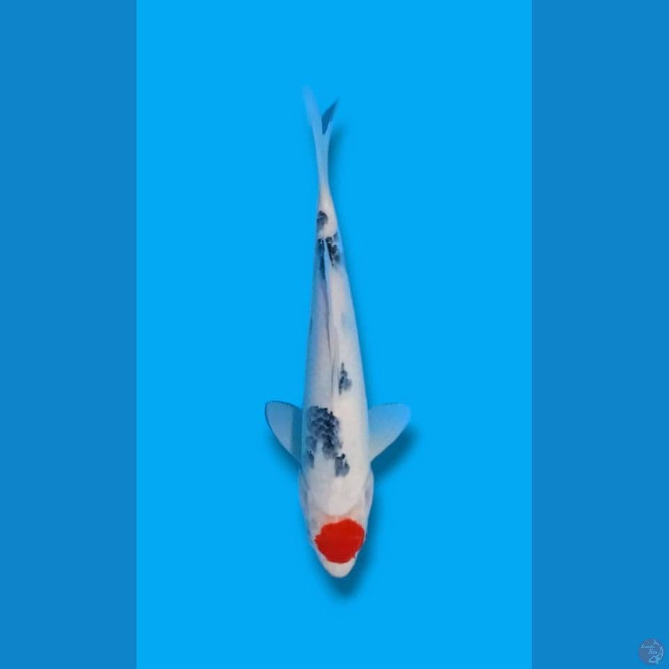 tancho showa m-33cm