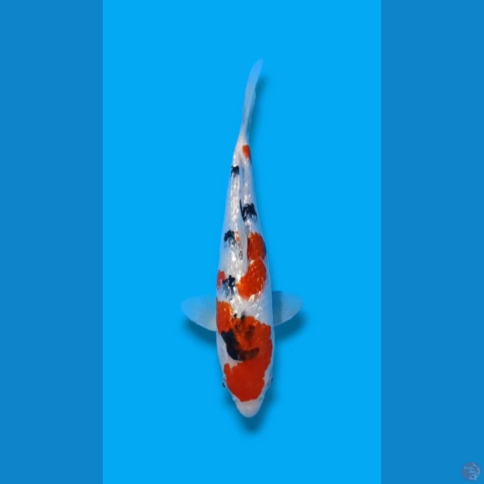 sanke ginrin f-29cm
