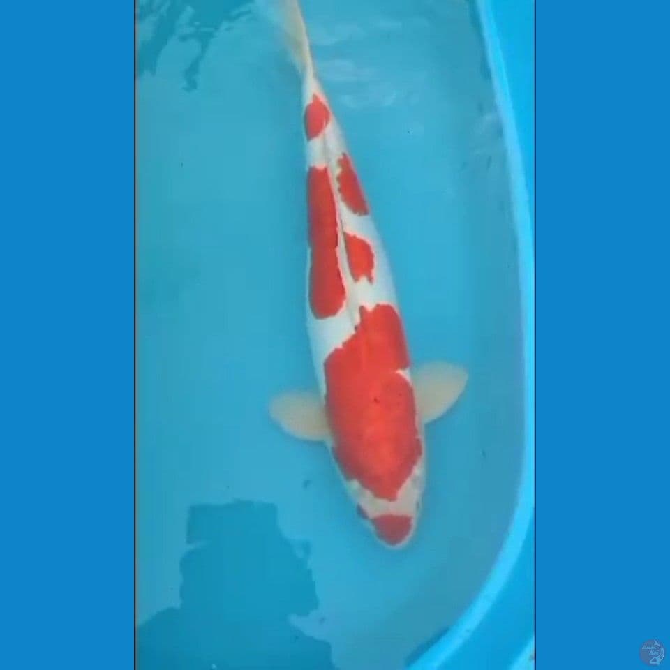 sk ucibeni doitshu