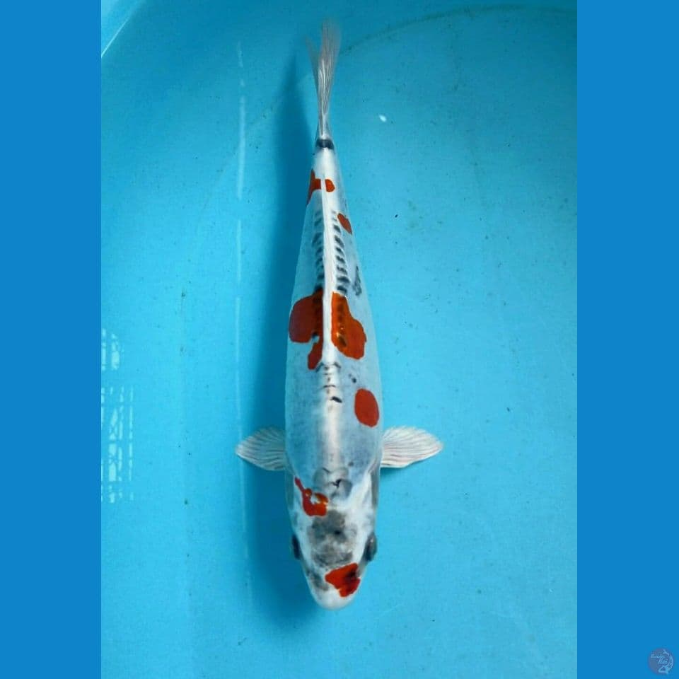 kikokuryu, 28 cm