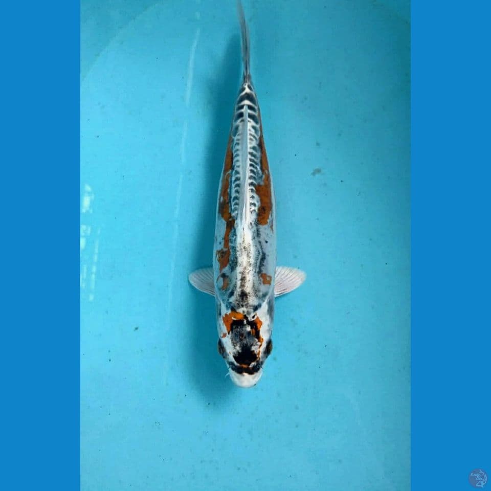 kikokuryu, 28 cm