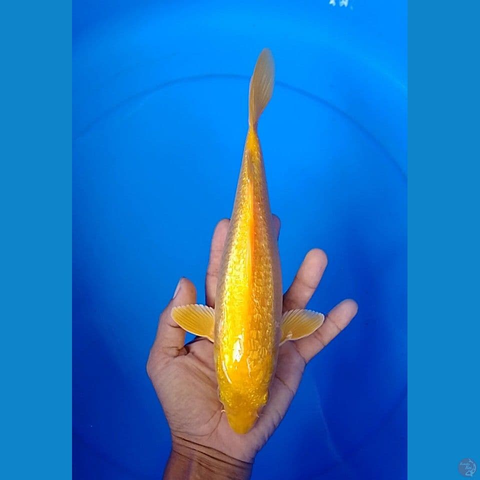 karashi gindrin size : 26 cm.u