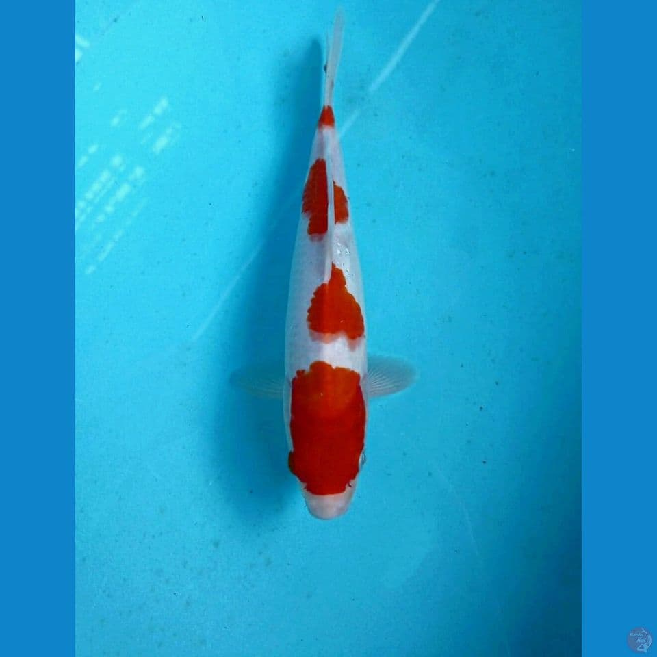 kohaku, 22 cm