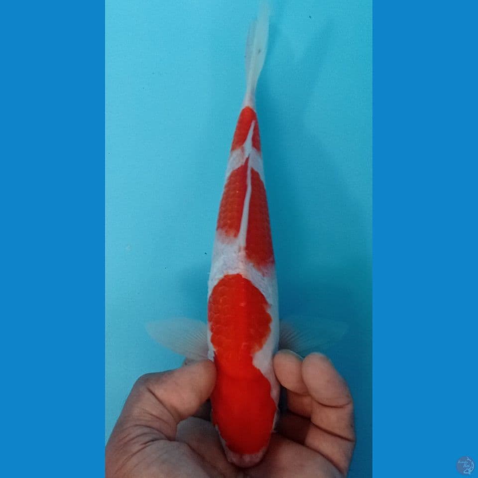 KOHAKU