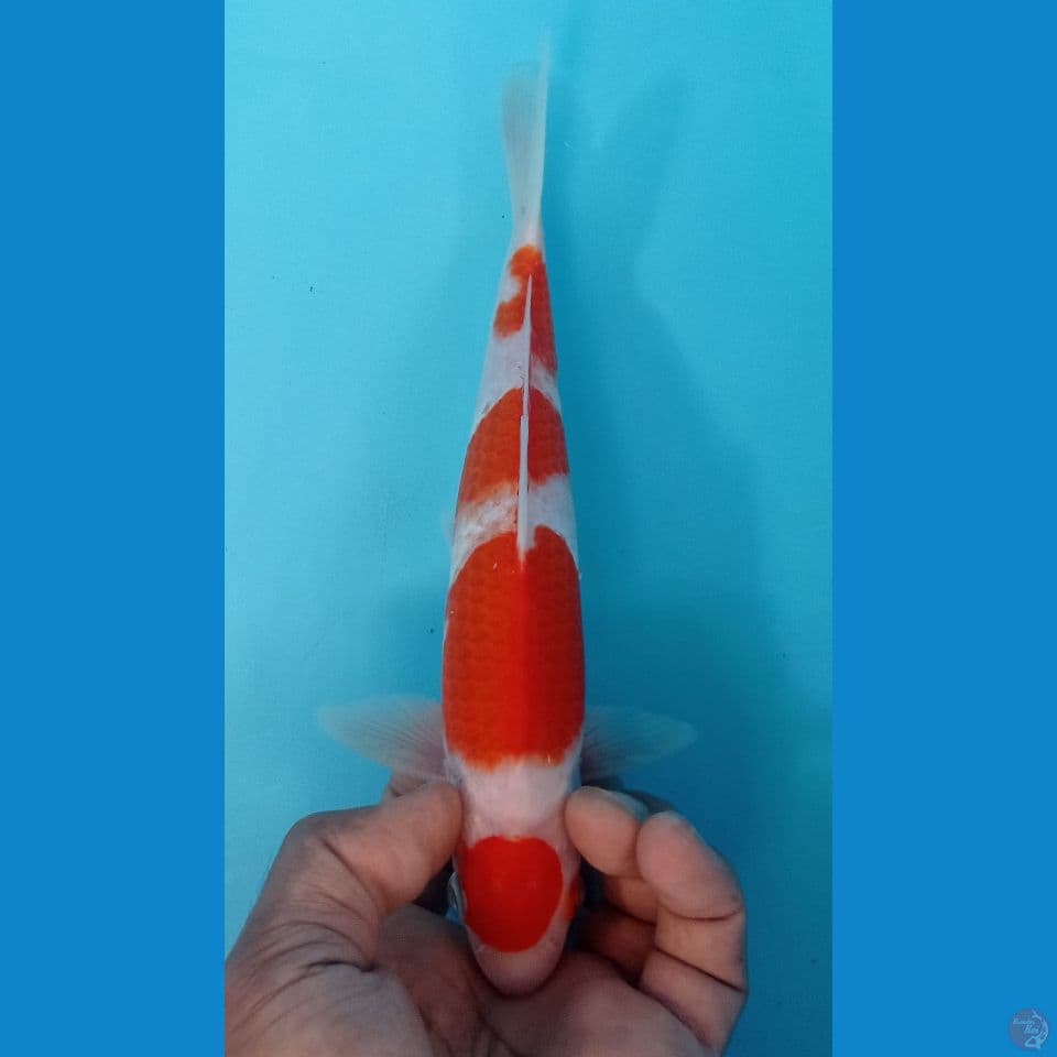 kohaku 24