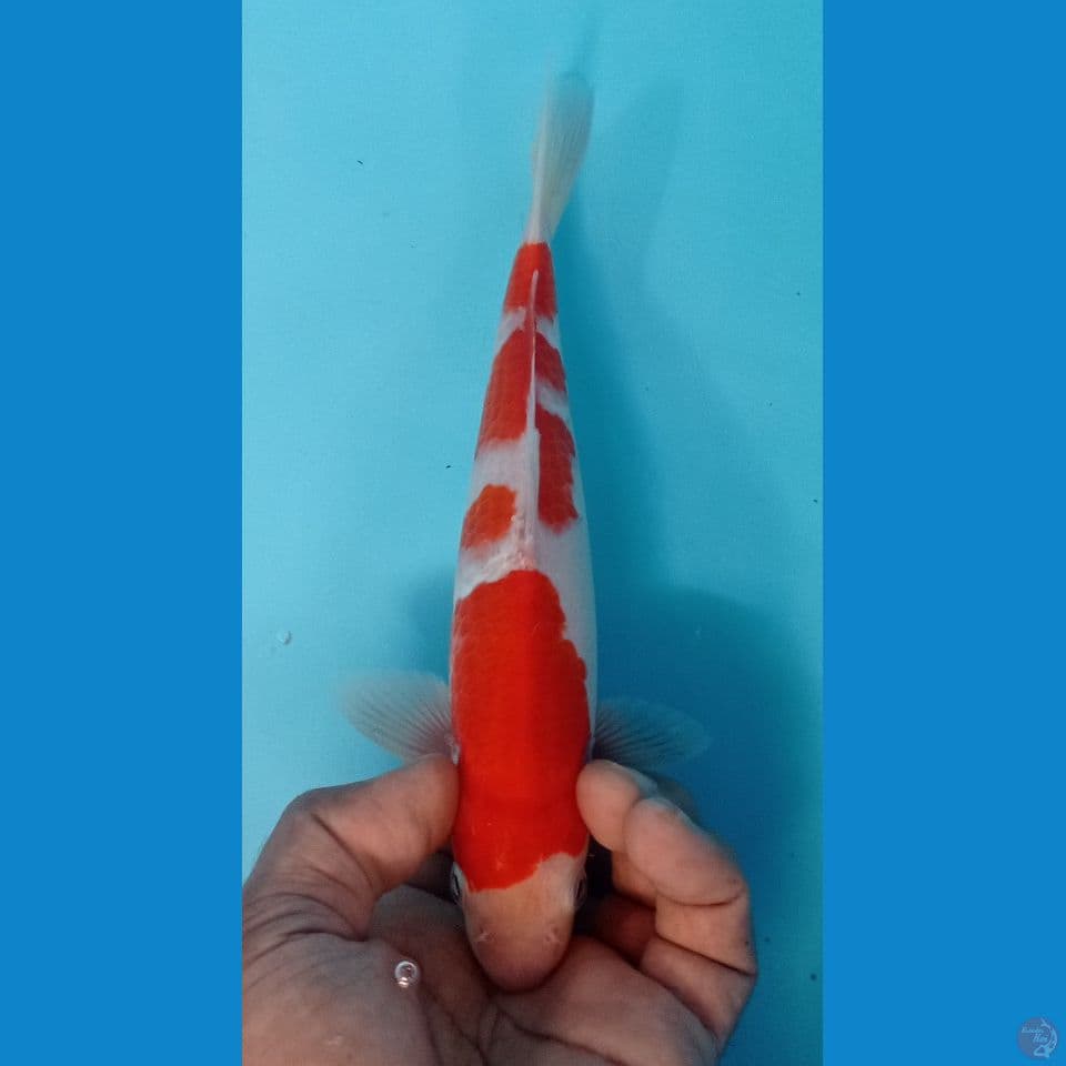 kohaku 23