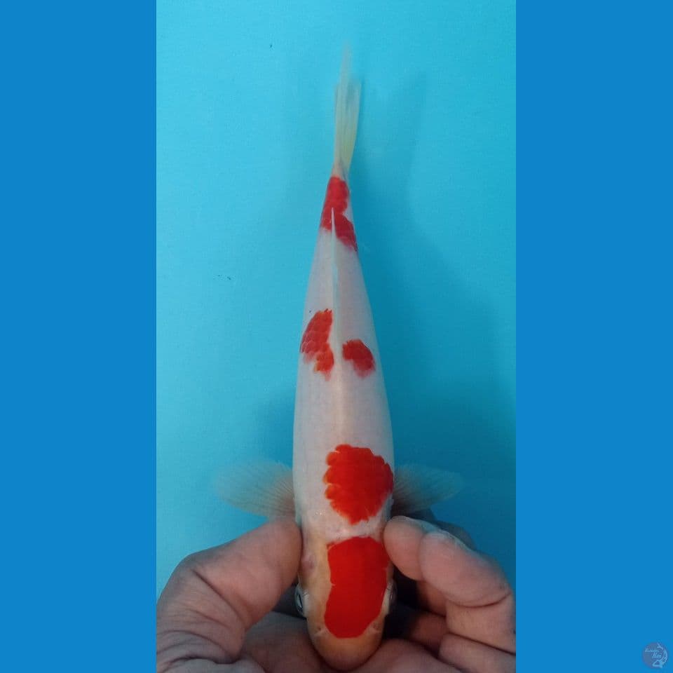 kohaku 22