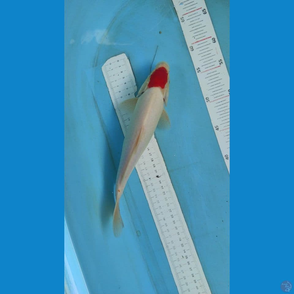 tancho kohaku 28 cm jantan 