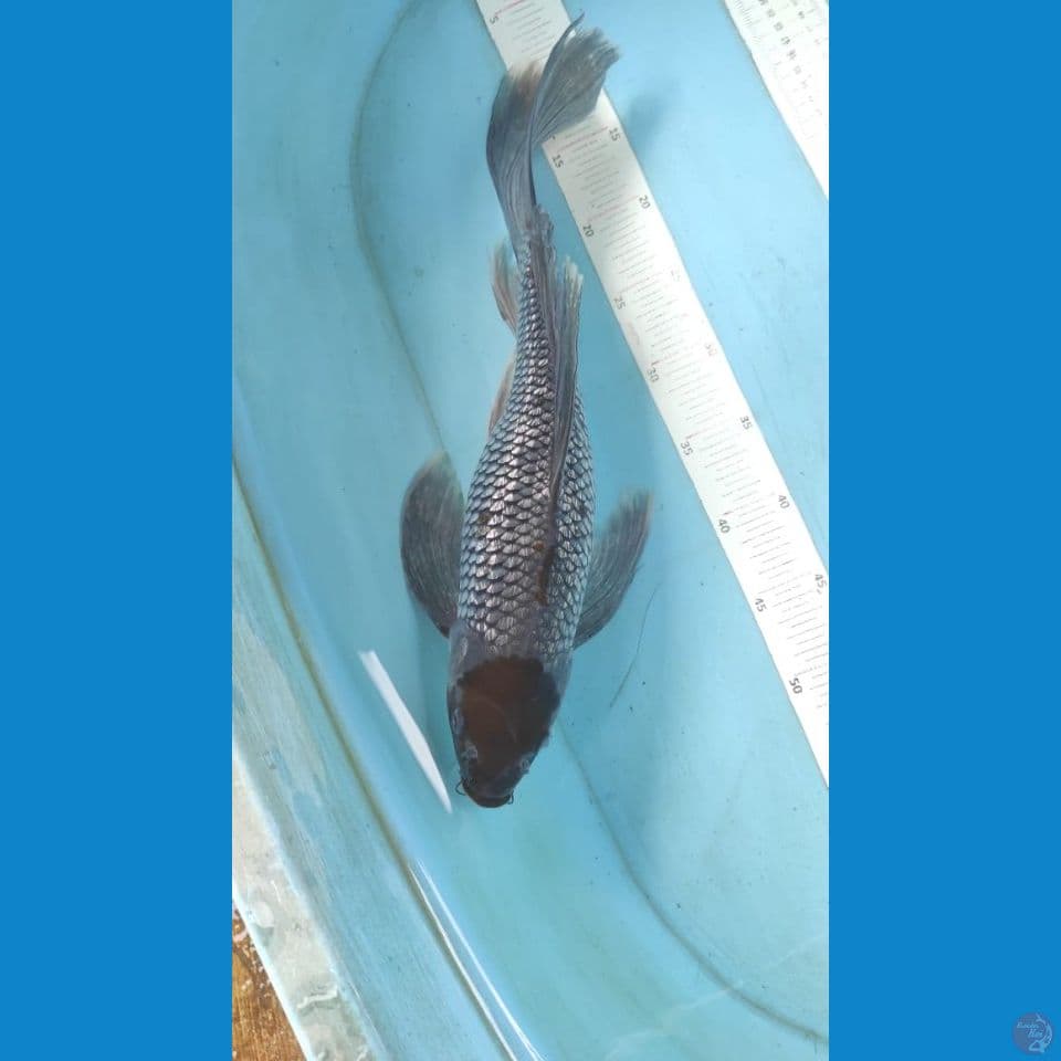kumpay ochiba 46cm