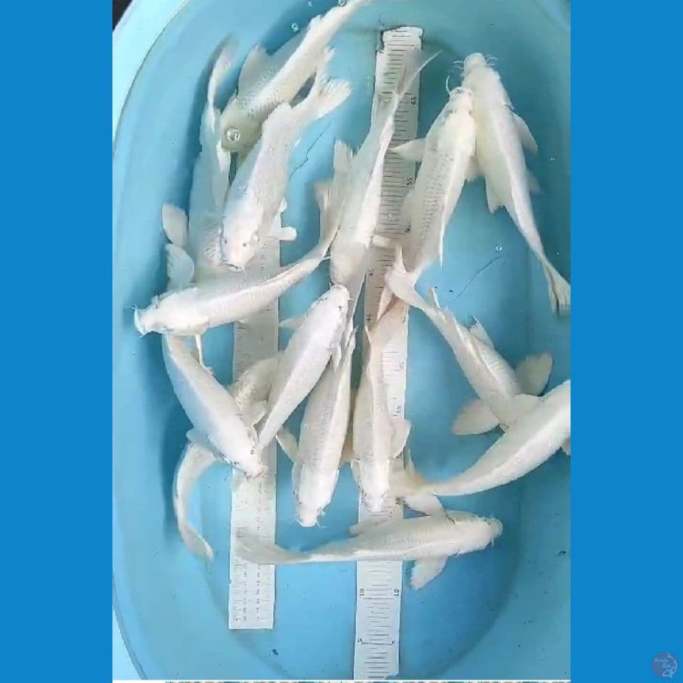 platinum kumpay non kumpy 25-30 cm 15 eor
