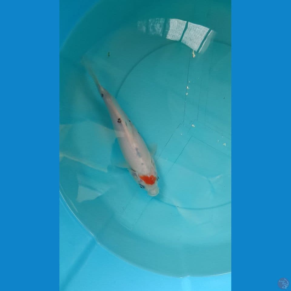 Tancho Showa 20cm