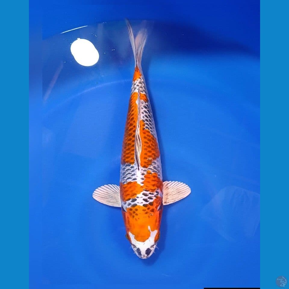 KUJAKU SQ MALE 35CM 