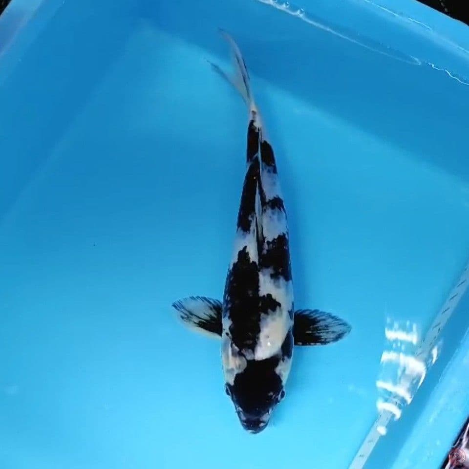 SHIRO MALE30CM