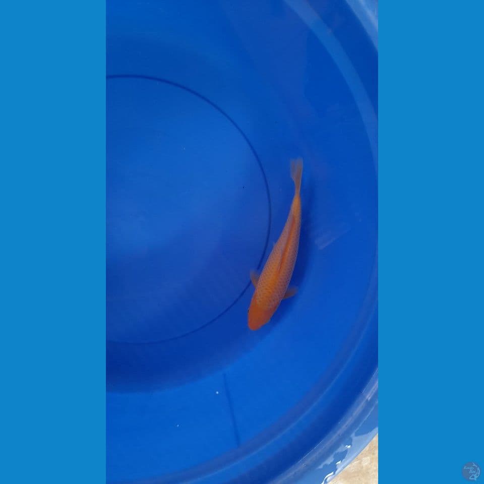 23cm MM red karasi