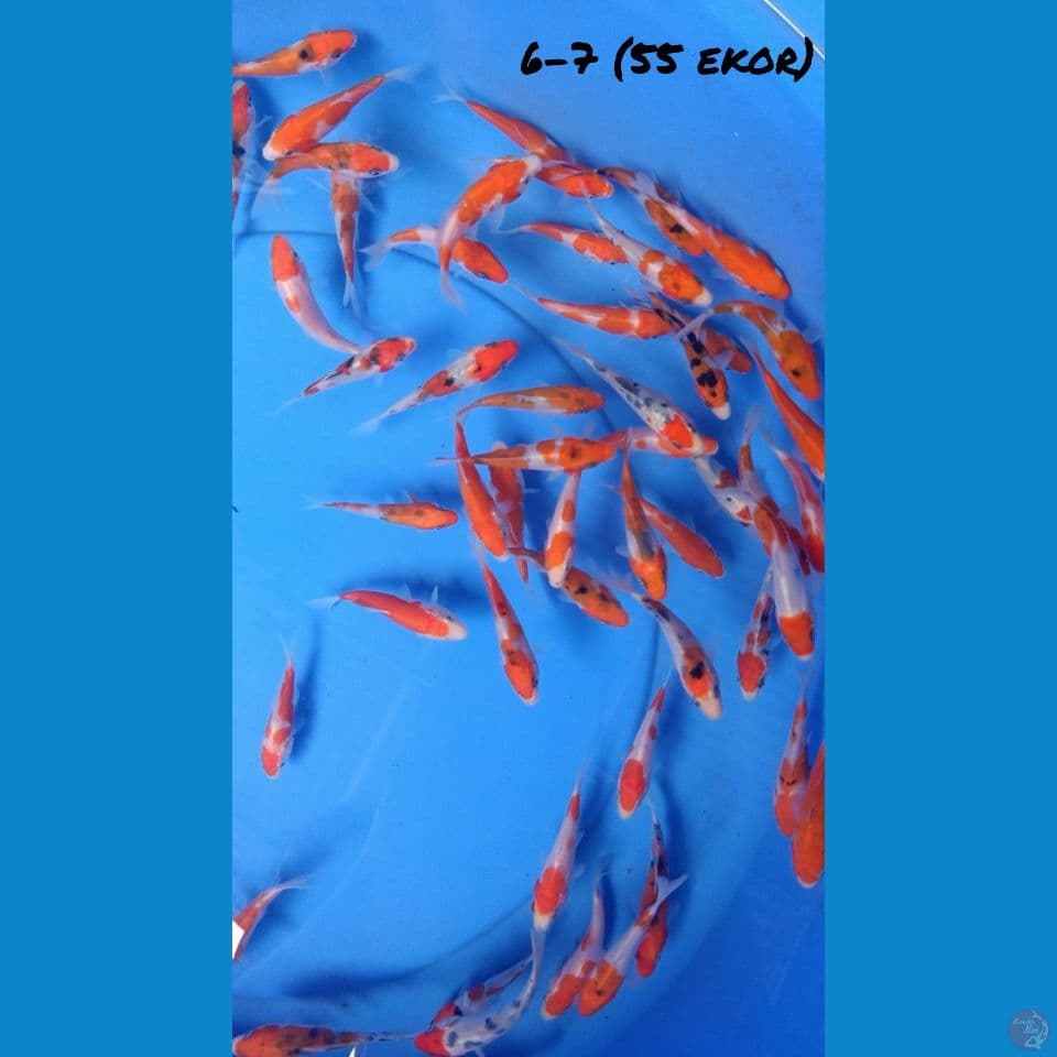 55e PAKET BIBIT KOHAKU SANKE DOIT 6-7 cm