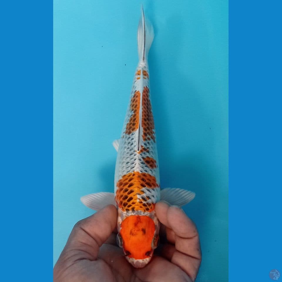maruten kujaku 25cm