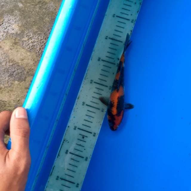 Mini Hi-Showa Juoss Strong Grade B