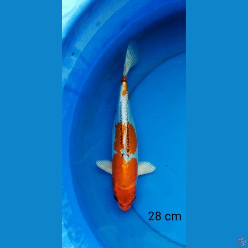 kikokuryu 28 cm