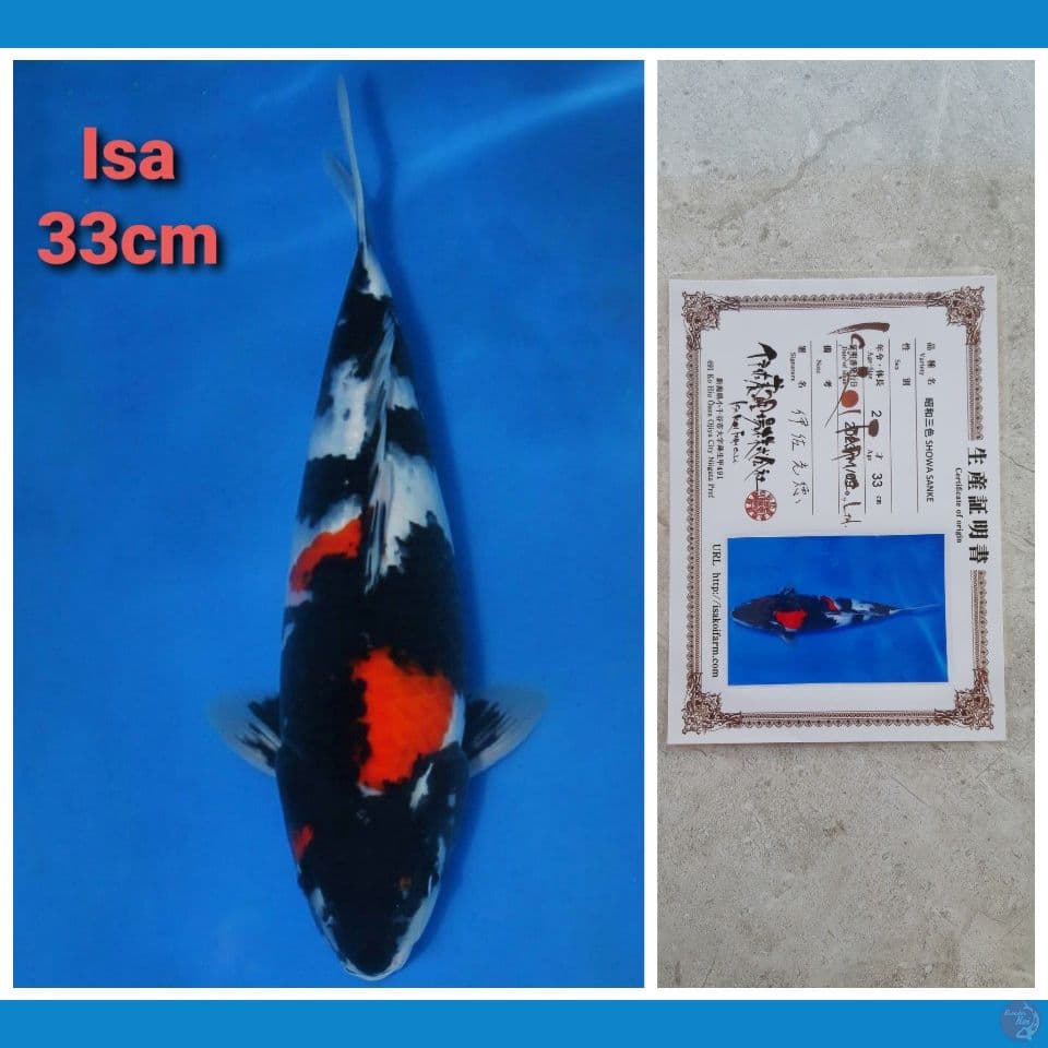 ISA SHOWA 33CM SERTI