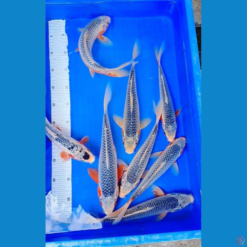 PAKET ASAGI 27-32 CM(8ekor)
