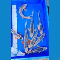 PAKET ASAGI 27-32 CM(8ekor)