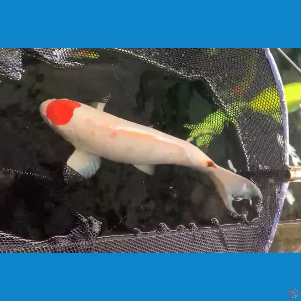 45cm original tancho kohaku jantan punuk