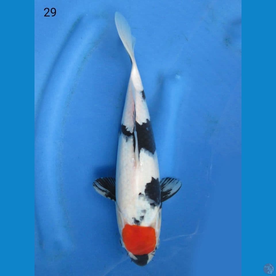 29cm - Tancho Showa Ori