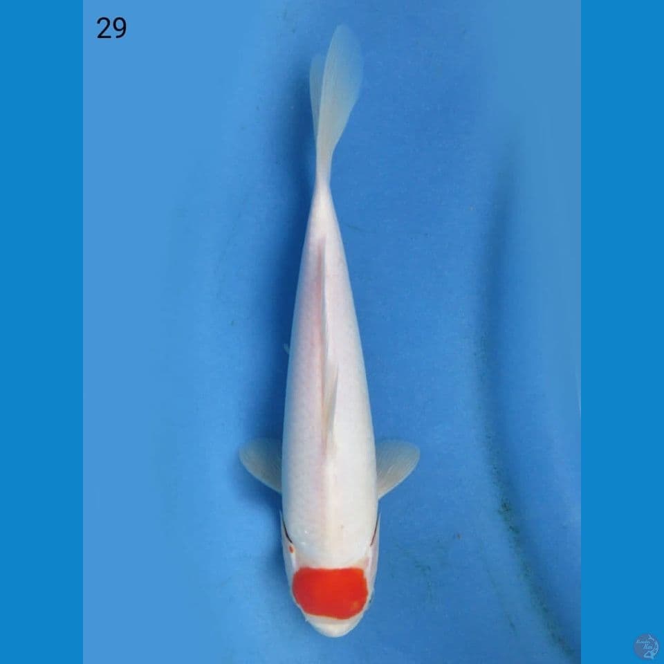 29cm - Tancho kohaku ori 