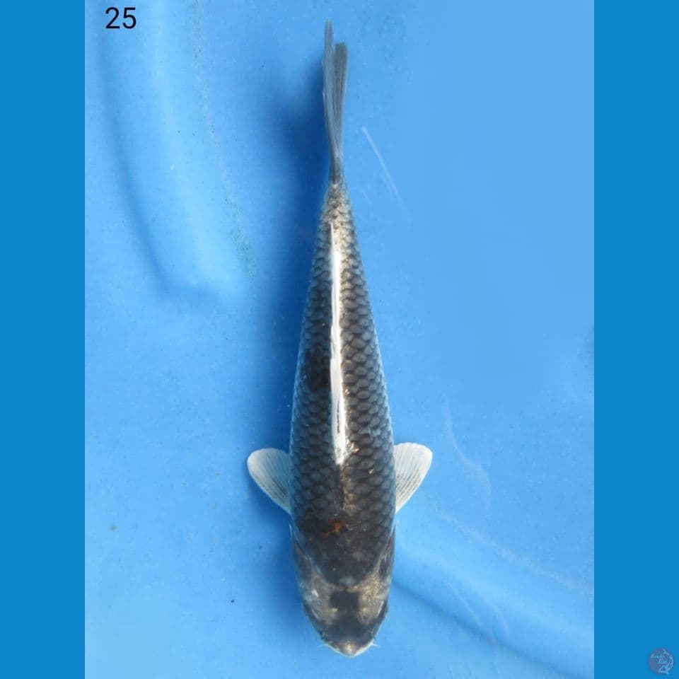 25cm - Kabuto