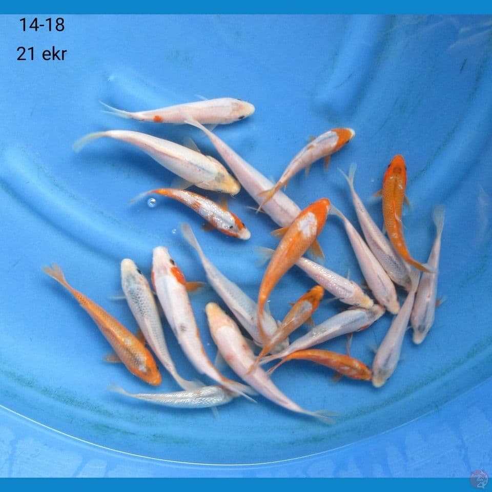 14-18cm . 21ekor Paket murah 