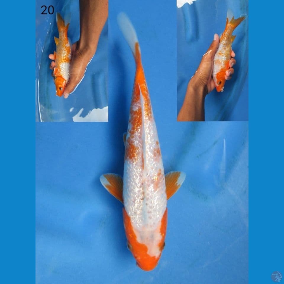 20cm - Yuki pola langka 
